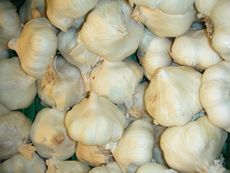 Knoblauch.JPG